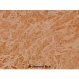 Anti-Rho A (R182) Antibody from Bioworld Technology (BS1782) - Antibodies.com