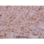 Anti-RyR2 (N2802) Antibody from Bioworld Technology (BS1783) - Antibodies.com