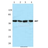 Anti-AKT (P470) Antibody from Bioworld Technology (BS1784) - Antibodies.com