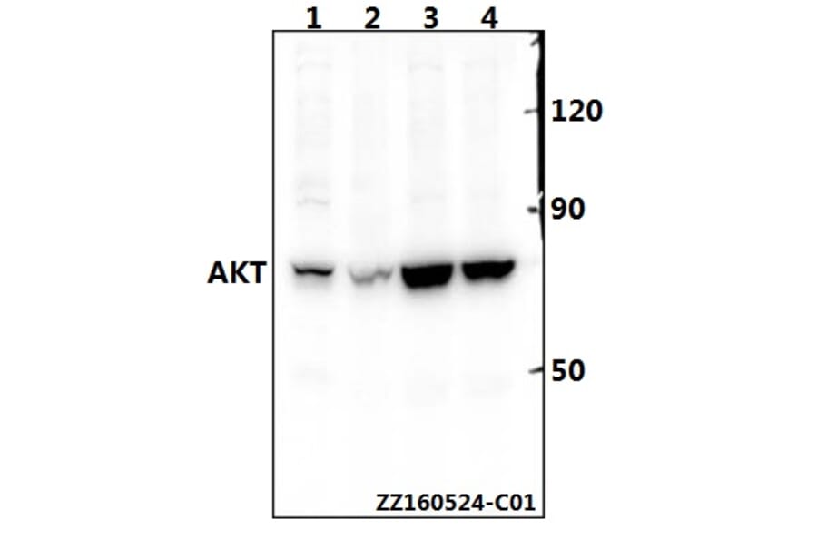 Anti-AKT (P470) Antibody from Bioworld Technology (BS1784) - Antibodies.com