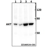 Anti-AKT (P470) Antibody from Bioworld Technology (BS1784) - Antibodies.com