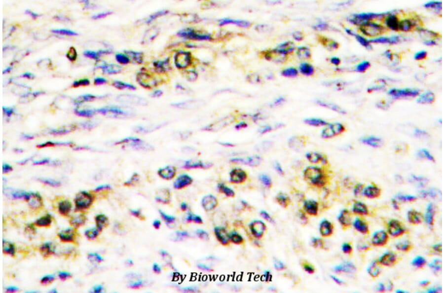 Anti-AKT (P470) Antibody from Bioworld Technology (BS1784) - Antibodies.com