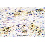 Anti-AKT (P470) Antibody from Bioworld Technology (BS1784) - Antibodies.com
