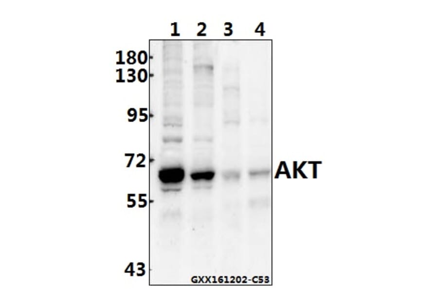 Anti-AKT (P470) Antibody from Bioworld Technology (BS1784) - Antibodies.com