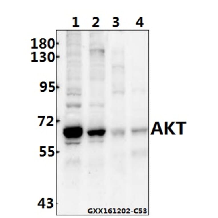 Anti-AKT (P470) Antibody from Bioworld Technology (BS1784) - Antibodies.com