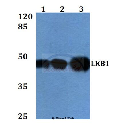 Anti-LKB1 (R425) Antibody from Bioworld Technology (BS1785) - Antibodies.com