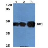 Anti-LKB1 (R425) Antibody from Bioworld Technology (BS1785) - Antibodies.com