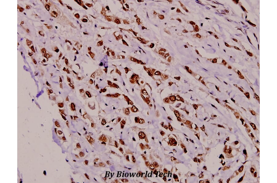 Anti-LKB1 (R425) Antibody from Bioworld Technology (BS1785) - Antibodies.com