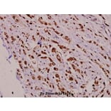 Anti-LKB1 (R425) Antibody from Bioworld Technology (BS1785) - Antibodies.com