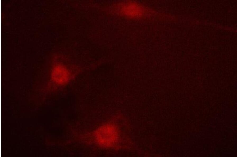 Anti-LKB1 (R425) Antibody from Bioworld Technology (BS1785) - Antibodies.com