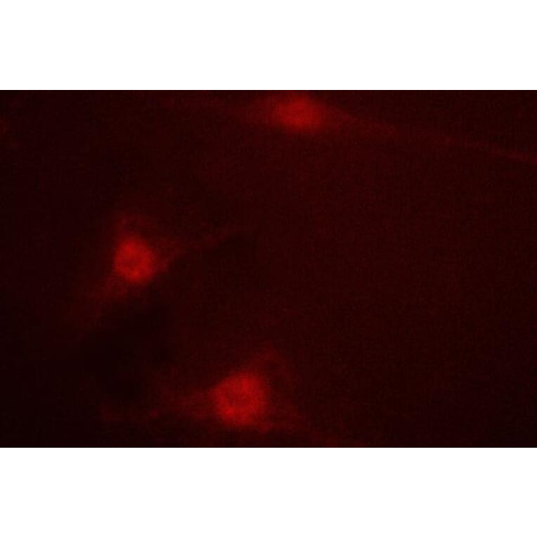 Anti-LKB1 (R425) Antibody from Bioworld Technology (BS1785) - Antibodies.com