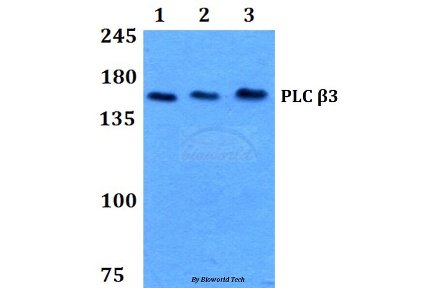 Anti-PLC β3 (L532) Antibody from Bioworld Technology (BS1787) - Antibodies.com