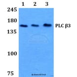 Anti-PLC β3 (L532) Antibody from Bioworld Technology (BS1787) - Antibodies.com