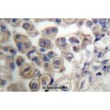 Anti-PLC β3 (L532) Antibody from Bioworld Technology (BS1787) - Antibodies.com