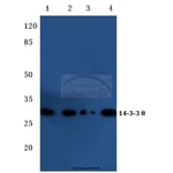 Anti-14-3-3 θ (W228) Antibody from Bioworld Technology (BS1790) - Antibodies.com