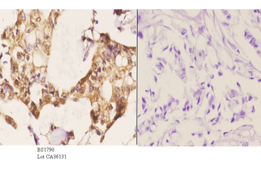 Anti-14-3-3 θ (W228) Antibody from Bioworld Technology (BS1790) - Antibodies.com