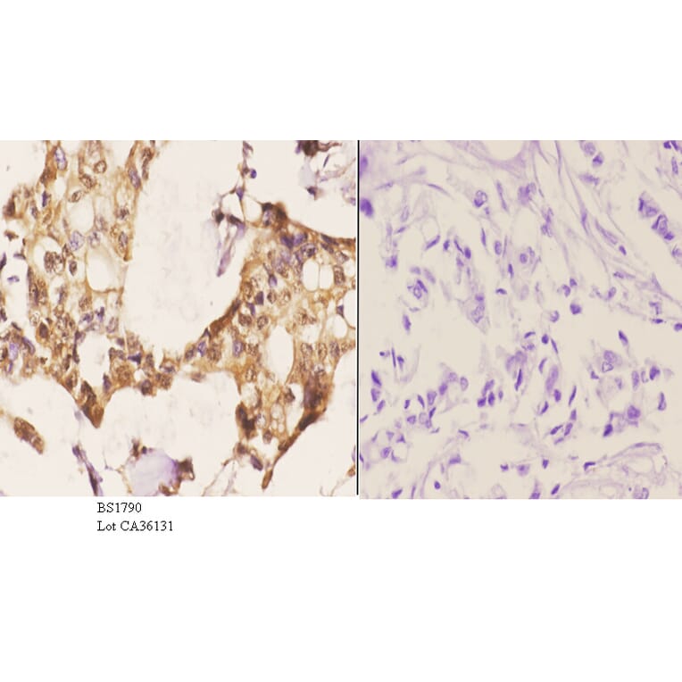 Anti-14-3-3 θ (W228) Antibody from Bioworld Technology (BS1790) - Antibodies.com
