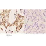 Anti-14-3-3 θ (W228) Antibody from Bioworld Technology (BS1790) - Antibodies.com