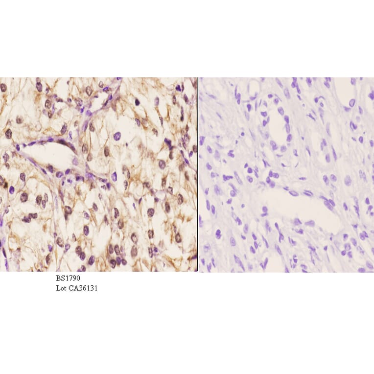 Anti-14-3-3 θ (W228) Antibody from Bioworld Technology (BS1790) - Antibodies.com