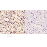 Anti-14-3-3 θ (W228) Antibody from Bioworld Technology (BS1790) - Antibodies.com