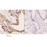 Anti-14-3-3 θ (W228) Antibody from Bioworld Technology (BS1790) - Antibodies.com
