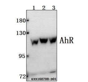 Anti-AhR (K32) Antibody from Bioworld Technology (BS1791) - Antibodies.com