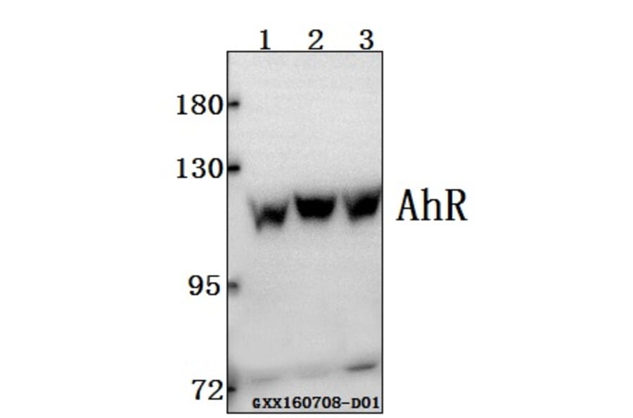 Anti-AhR (K32) Antibody from Bioworld Technology (BS1791) - Antibodies.com