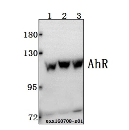 Anti-AhR (K32) Antibody from Bioworld Technology (BS1791) - Antibodies.com
