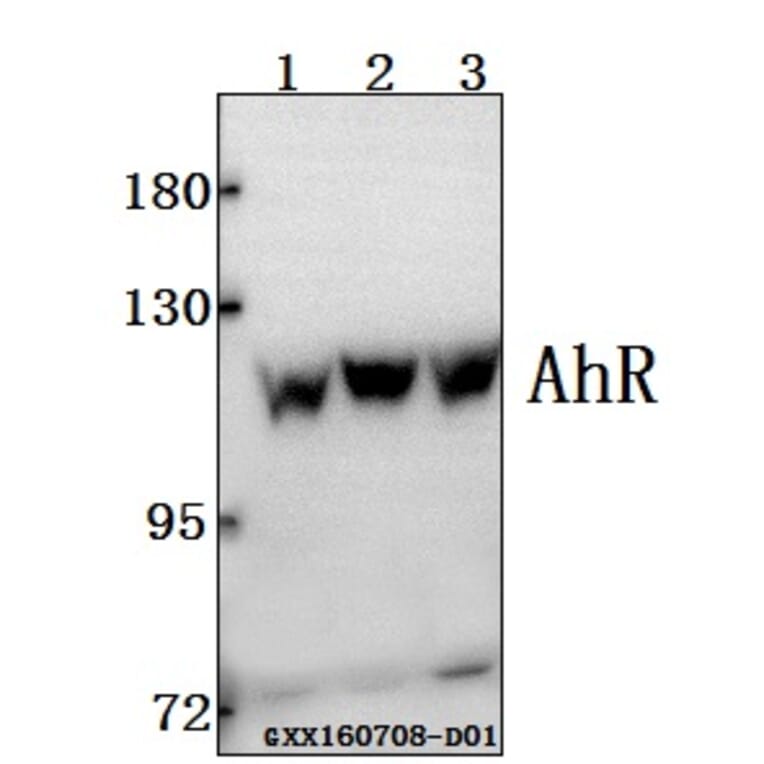 Anti-AhR (K32) Antibody from Bioworld Technology (BS1791) - Antibodies.com