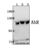 Anti-AhR (K32) Antibody from Bioworld Technology (BS1791) - Antibodies.com