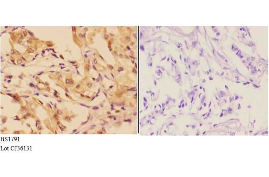 Anti-AhR (K32) Antibody from Bioworld Technology (BS1791) - Antibodies.com