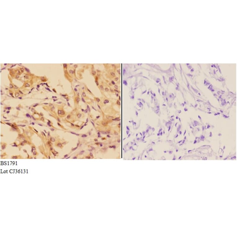 Anti-AhR (K32) Antibody from Bioworld Technology (BS1791) - Antibodies.com