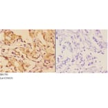 Anti-AhR (K32) Antibody from Bioworld Technology (BS1791) - Antibodies.com