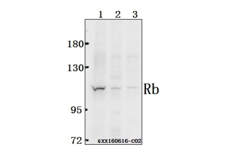 Anti-Rb (S807) Antibody from Bioworld Technology (BS1792) - Antibodies.com