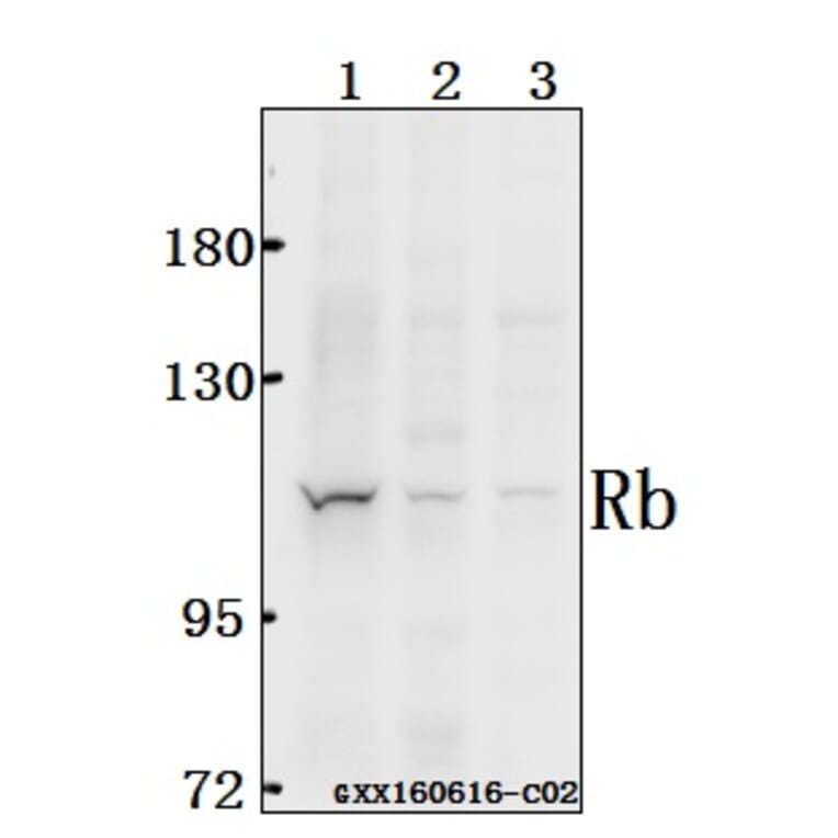 Anti-Rb (S807) Antibody from Bioworld Technology (BS1792) - Antibodies.com