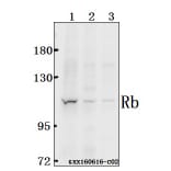 Anti-Rb (S807) Antibody from Bioworld Technology (BS1792) - Antibodies.com