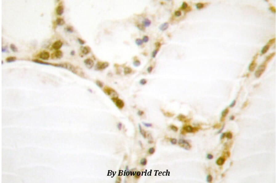 Anti-Rb (S807) Antibody from Bioworld Technology (BS1792) - Antibodies.com