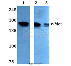 Anti-c-Met (E999) Antibody from Bioworld Technology (BS1793) - Antibodies.com