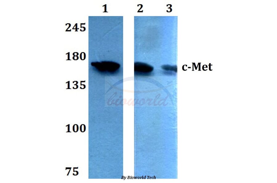 Anti-c-Met (E999) Antibody from Bioworld Technology (BS1793) - Antibodies.com