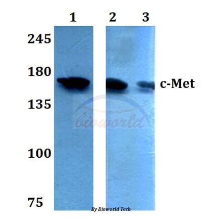 Anti-c-Met (E999) Antibody from Bioworld Technology (BS1793) - Antibodies.com