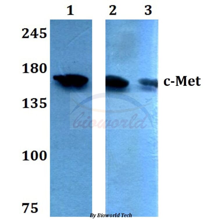 Anti-c-Met (E999) Antibody from Bioworld Technology (BS1793) - Antibodies.com