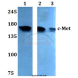 Anti-c-Met (E999) Antibody from Bioworld Technology (BS1793) - Antibodies.com
