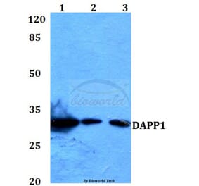 Anti-DAPP1 (E135) Antibody from Bioworld Technology (BS1794) - Antibodies.com