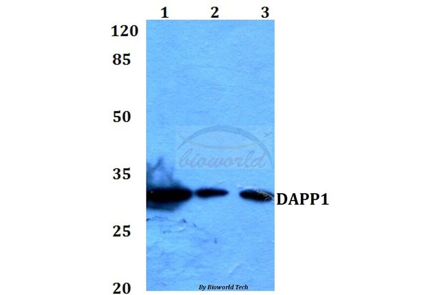 Anti-DAPP1 (E135) Antibody from Bioworld Technology (BS1794) - Antibodies.com