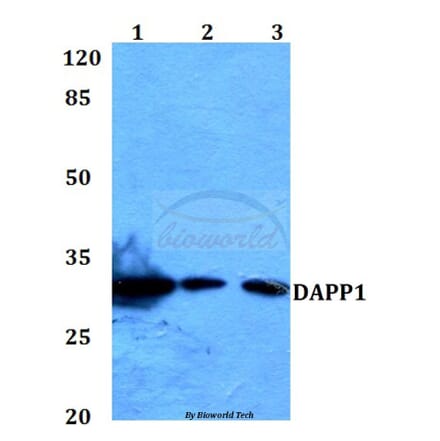 Anti-DAPP1 (E135) Antibody from Bioworld Technology (BS1794) - Antibodies.com