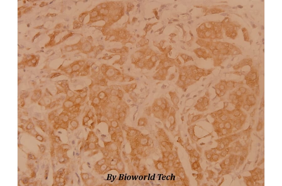 Anti-DAPP1 (E135) Antibody from Bioworld Technology (BS1794) - Antibodies.com