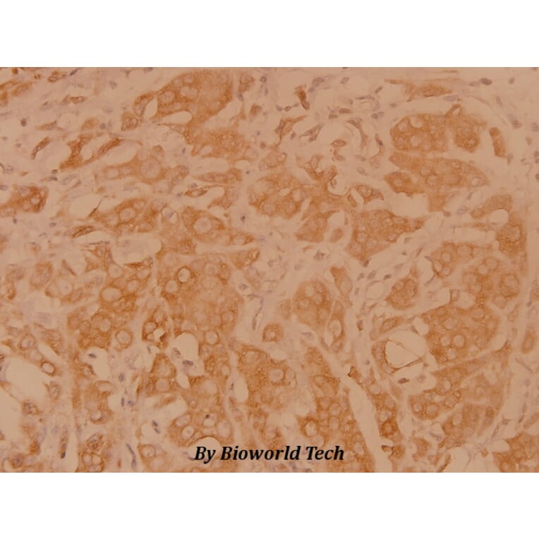 Anti-DAPP1 (E135) Antibody from Bioworld Technology (BS1794) - Antibodies.com