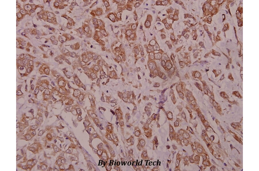 Anti-ErbB-4 (E1280) Antibody from Bioworld Technology (BS1797) - Antibodies.com