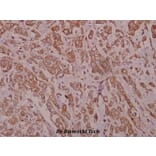 Anti-ErbB-4 (E1280) Antibody from Bioworld Technology (BS1797) - Antibodies.com