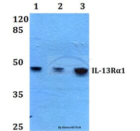 Anti-IL-13Rα1 (K401) Antibody from Bioworld Technology (BS1800) - Antibodies.com